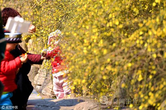 济南大明湖畔大片迎春花开 市民游客争相拍照