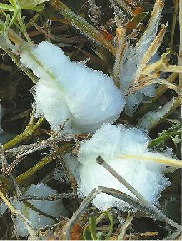 济南昨晨冻出“冰花” 明后天最高温又回20℃+