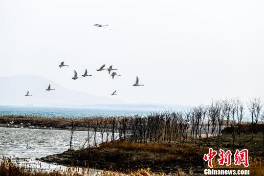 “大天鹅之乡”荣成现万只大天鹅北迁景象（图）